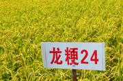 龙粳24