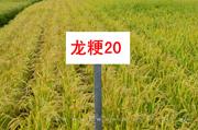 龙粳20