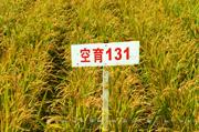空育131