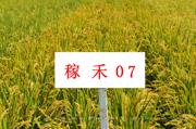 稼禾07