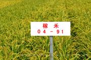 稼禾04-91