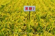 黑粳7