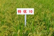 特优10