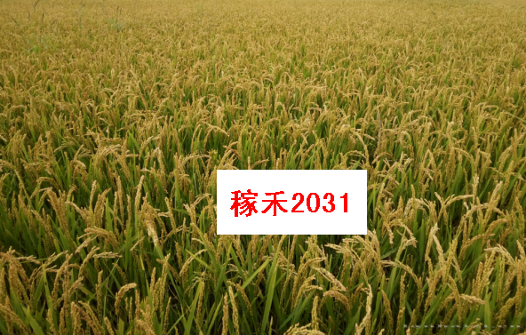 稼禾2031