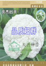 庆杰85天青梗松花菜