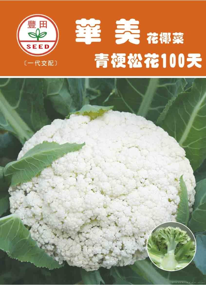华美青梗松花100天