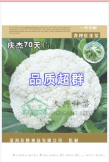 庆杰70天松花菜