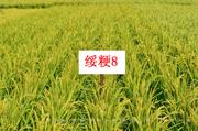 绥粳8