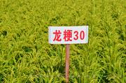 龙粳30  