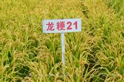 龙粳21 
