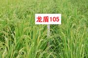 龙盾105  