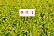 垦稻19  