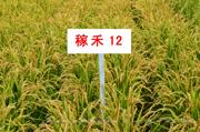 稼禾12