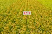 稼禾07-18 强化一号