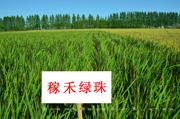稼禾绿珠  