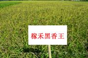 稼禾黑香王