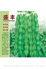 盛丰白花四季豆