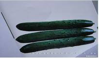 QX-962 Cucumber--黄瓜种子
