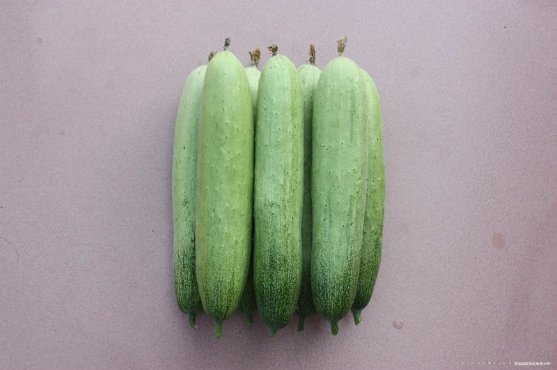 QPS-987 Cucumber--黄瓜种子