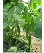 QPS-321 Cucumber--黄瓜种子