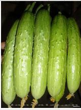 QJF Yellow Long Cucumber--黄瓜种子