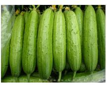 QJF Short Green Cucumber--黄瓜种子