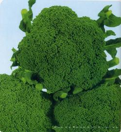 瑞麟西兰花--西兰花种子