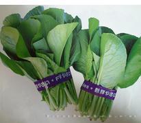 千宝菜--小青菜种子