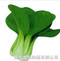 绿秀91-1--小青菜种子