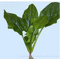 QH群凤菠菜（一代交配）--特菜种子