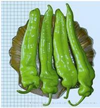 AT绿王尖椒（一代交配）--辣椒种子