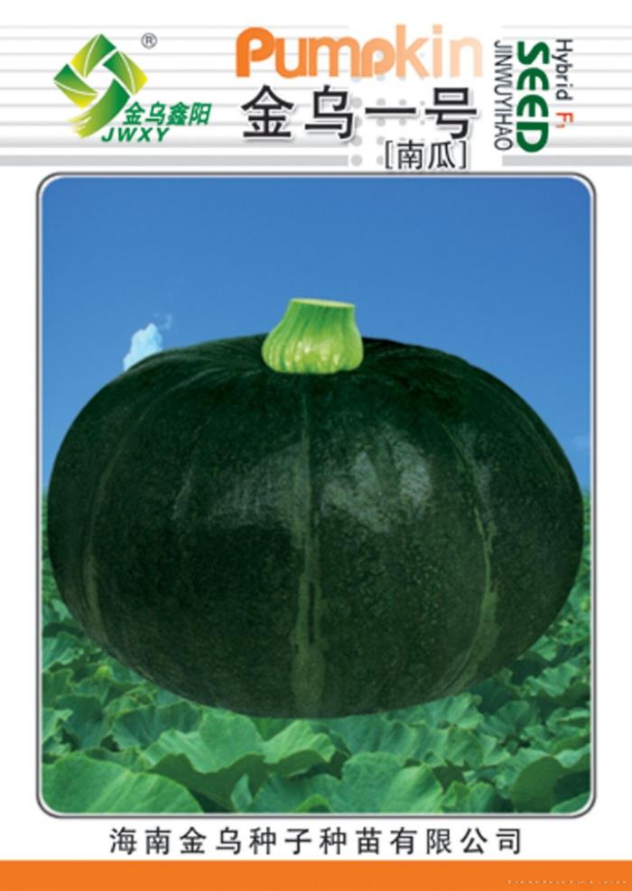 金乌一号南瓜
