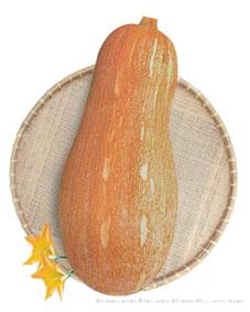 蜜本南瓜