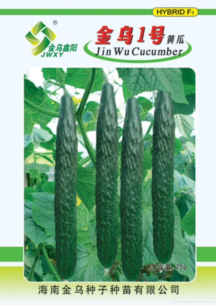 金乌1号黄瓜