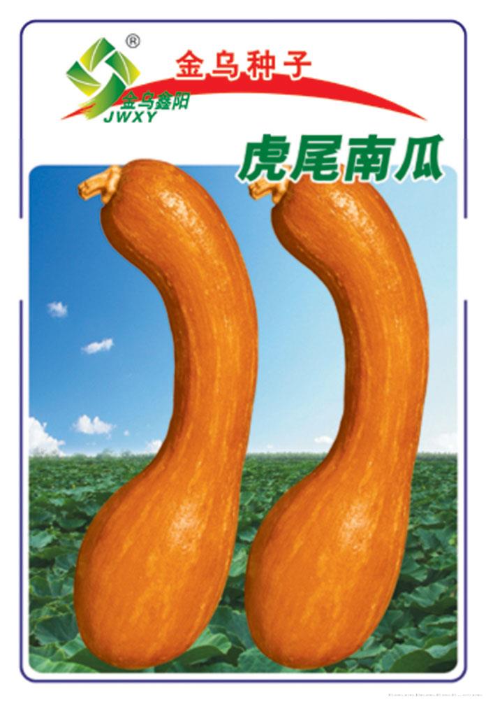 虎尾南瓜