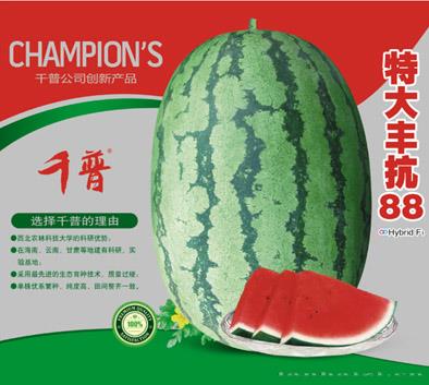 特大丰抗88