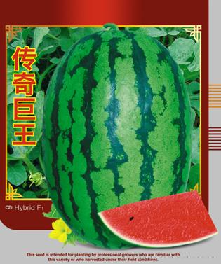 传奇巨王