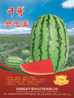 金元宝