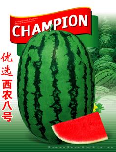 优选西农八号