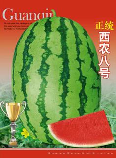正统西农八号
