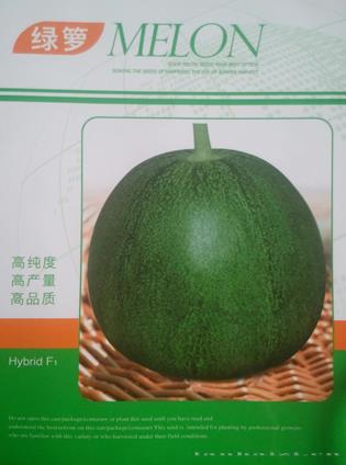 绿萝
