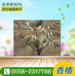 红油香椿种子