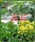 芸苔——叶菜种子