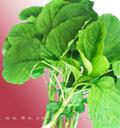 圆叶苋菜——苋菜种子