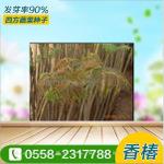 红油香椿种子