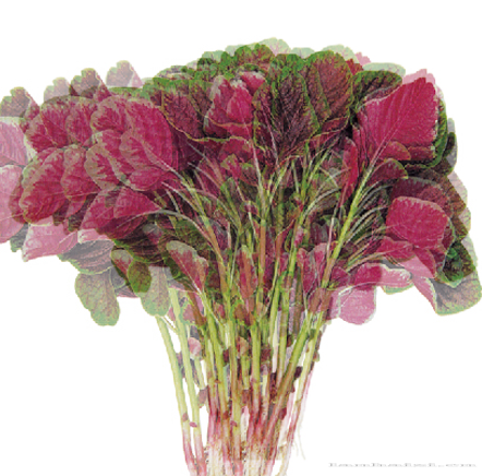 优选红圆叶苋菜