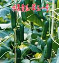 水果黄瓜翠玉一号——黄瓜种子
