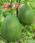 夏美甜瓜——甜瓜种子