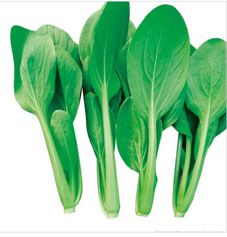 夏季鸡毛菜