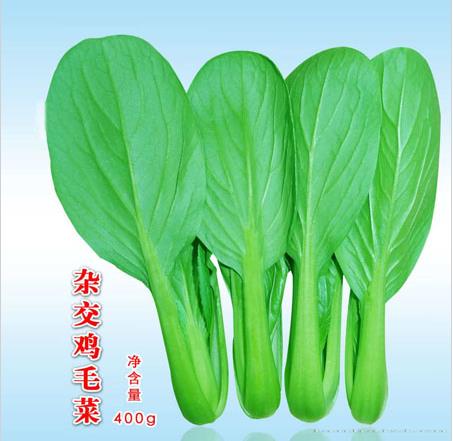 杂交鸡毛菜
